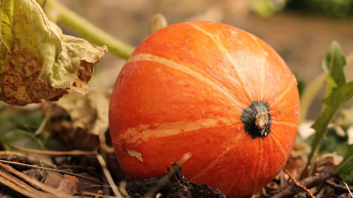 Conserver une bonne santé avec le bio