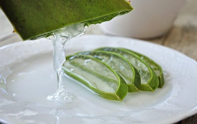 Aloe vera : modes de conservation et utilisation