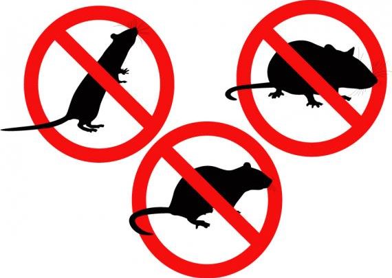 Quand faut-il appeler un dératiseur ?